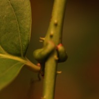 Smilax perfoliata Lour.